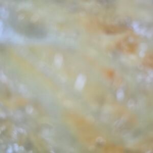 15mm Jelly Fritz